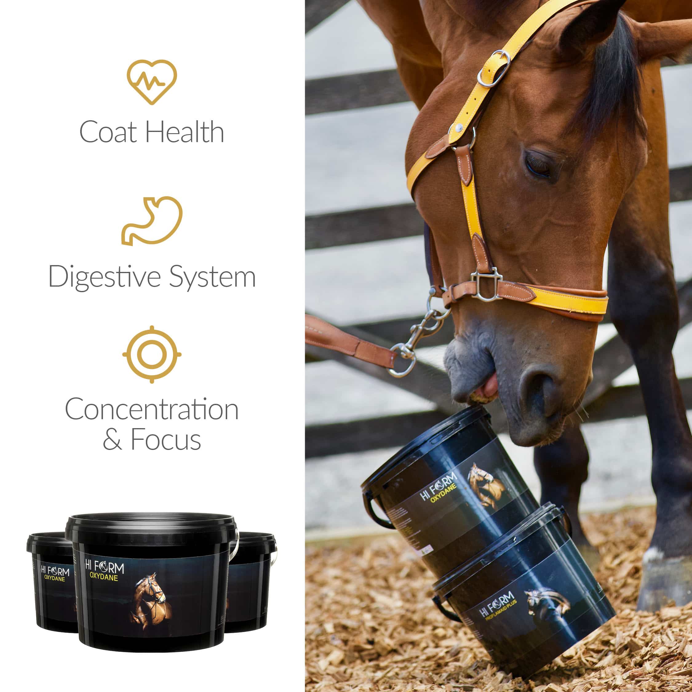 Hi Form Oxydane Hi Form Equine Premium Horse Supplements