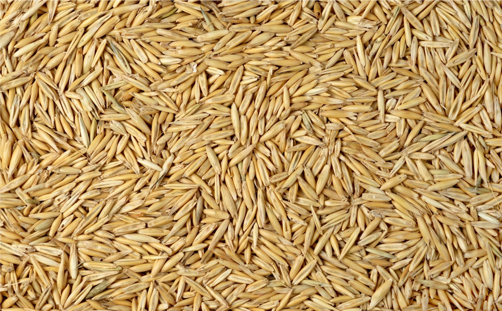 Why Are Whole Oats The Most Ideal Grain To Feed Hi Form Equine why-are-whole-oats-the-most-ideal-grain-to-feed-hi-form-equine