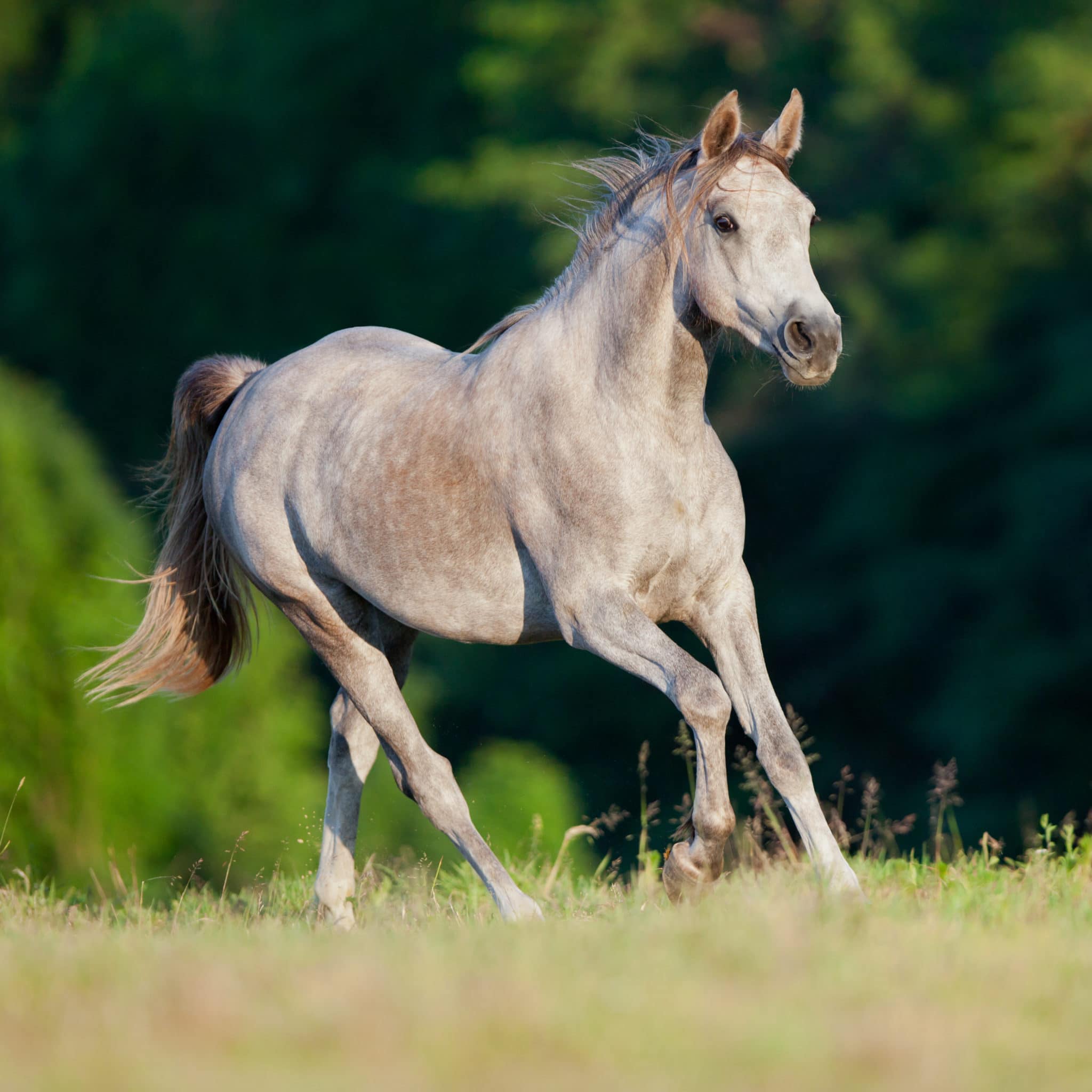 Detox archives hi form equine premium horse supplements