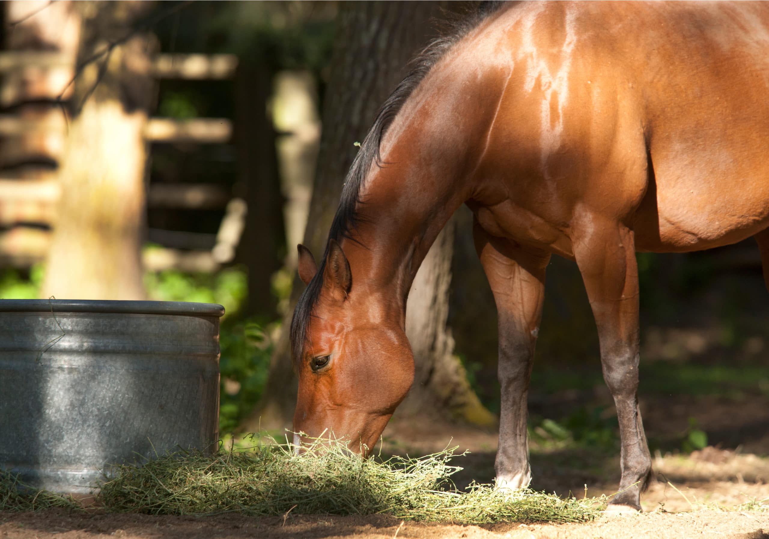FEEDING OUR HORSES UNDER COST AND INFLATION PRESSURES Hi Form Equine Premium Horse Supplements