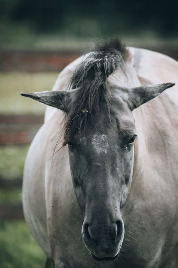 WHAT THE JUNK! Hi Form Equine Premium Horse Supplements